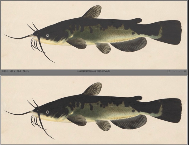 Two images of the same painting of a fish, catfish looking fish, compared with one on top of the other. The fish's dark spots are richer and darker on the bottom than the top. The fish has whiskers and a deep green coloring, it is long with rounded fins and tail and a light belly. The fish is facing left and is painted on cream colored paper.