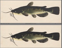 Two images of the same painting of a fish, catfish looking fish, compared with one on top of the other. The fish's dark spots are richer and darker on the bottom than the top. The fish has whiskers and a deep green coloring, it is long with rounded fins and tail and a light belly. The fish is facing left and is painted on cream colored paper.